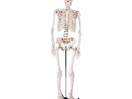 Plastic Male Skeleton on Stand
