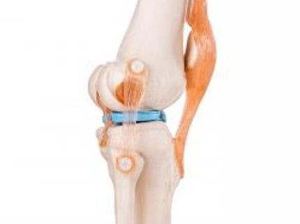 Flexible Knee Model with Ligaments