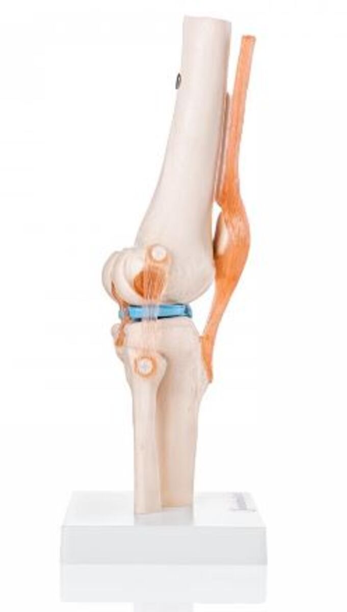 Modular Knee Model Flexible Knee Model with Ligaments – Budget Medical UK
